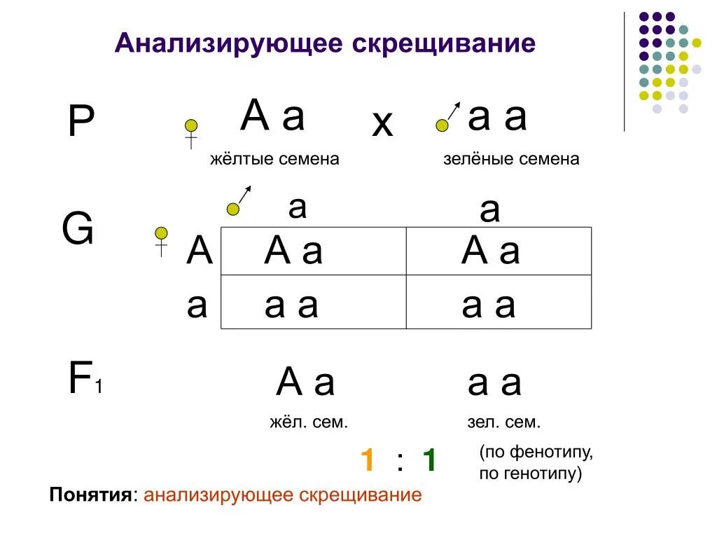 Полное доминирование aa aa. Анализирующее скрещивание Менделя. Анализирующее скрещивание закон Менделя. Анализирующее скрещивание схема скрещивания. Анализ скрещивания законы Менделя.