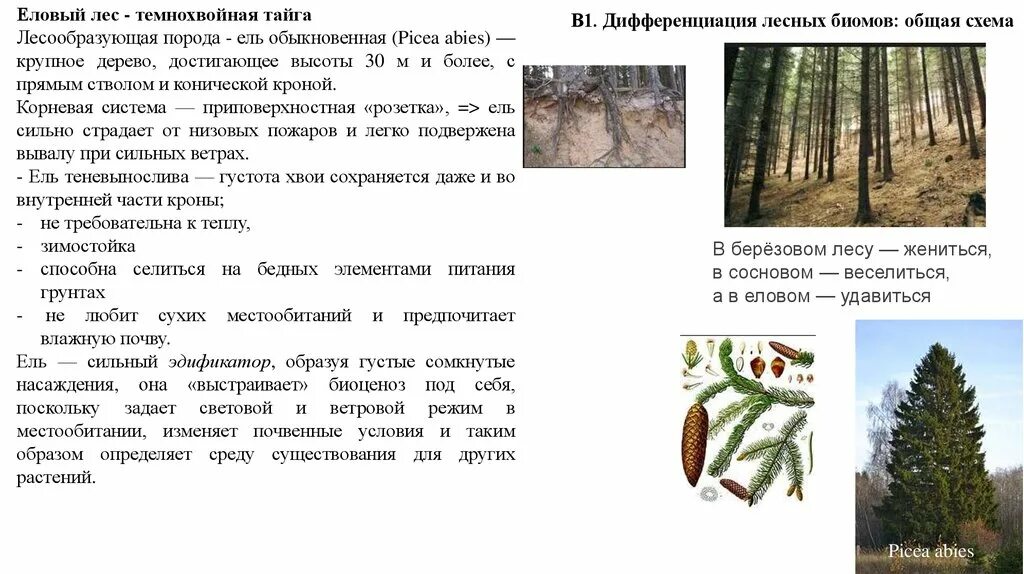 Характеристики соснового и елового леса по группам. Темнохвойные Елово-пихтовые леса таблица. Главные породы деревьев темнохвойной тайги. Условия елового леса. Характеристика елового леса.