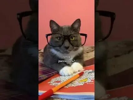 Школа котиков лотков
