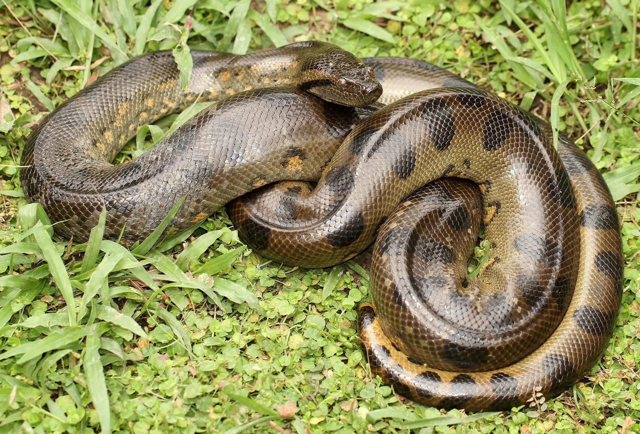 Анаконда змея. Анаконда eunectes murinus. Зеленая Анаконда (eunectes murinus). Водяной удав Анаконда.