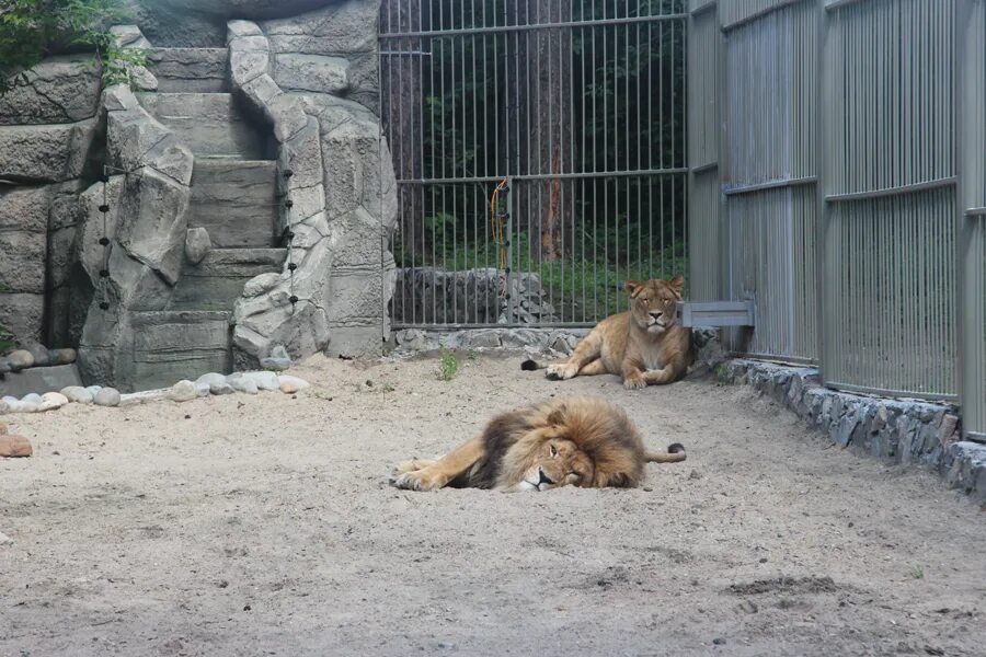 Новосибирский зоопарк новости. Открытие зоопарка 2008 год. Распахнутые ворота в зоопарк. Когда открывается зоопарк.