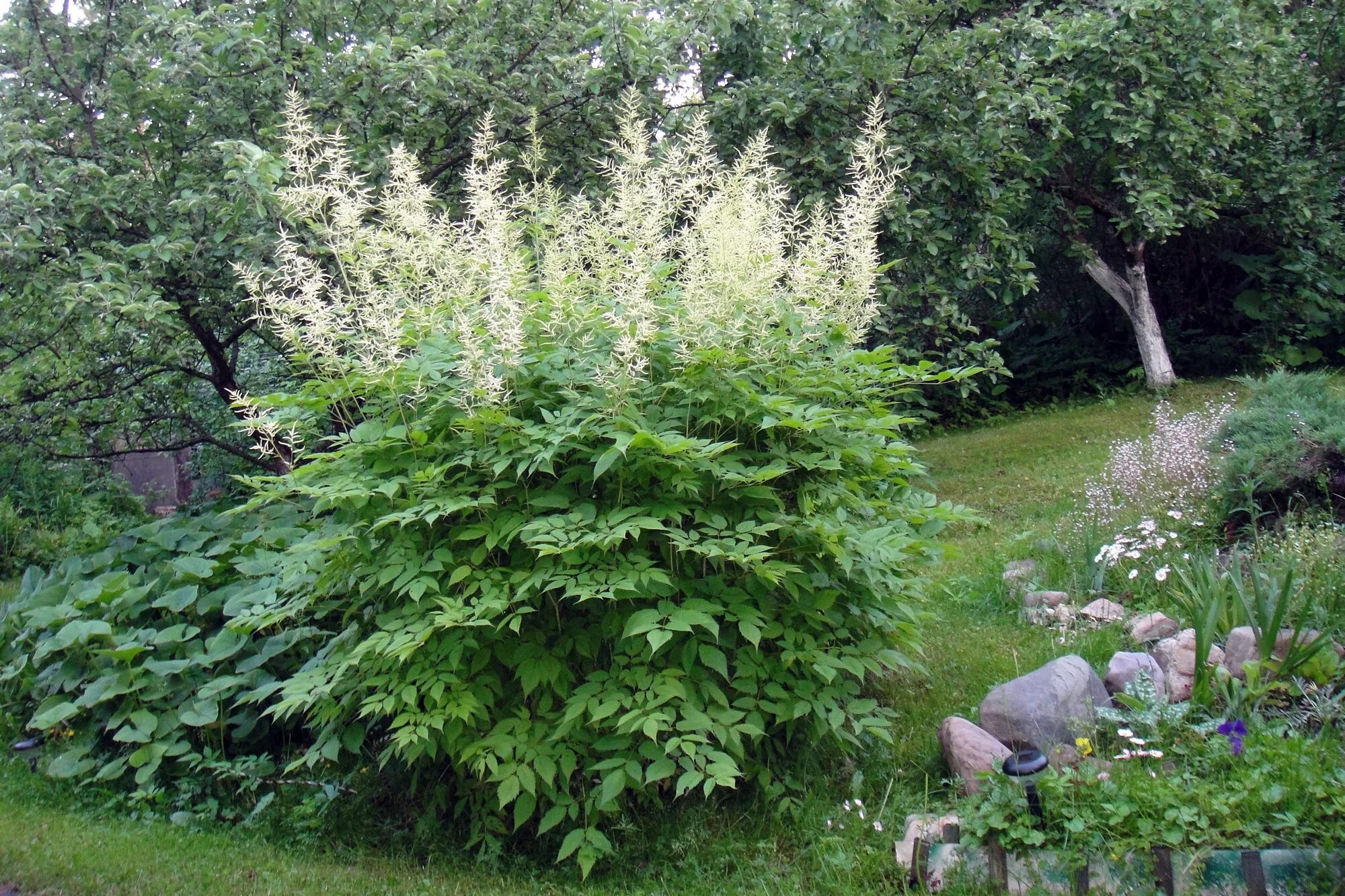 Горец изменчивый фото. Волжанка двудомная (Aruncus dioicus). Волжанка Арункус обыкновенная. Волжанка Лесная. Арункус / Волжанка двудомная.