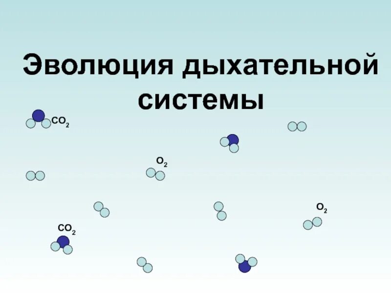 О2 1