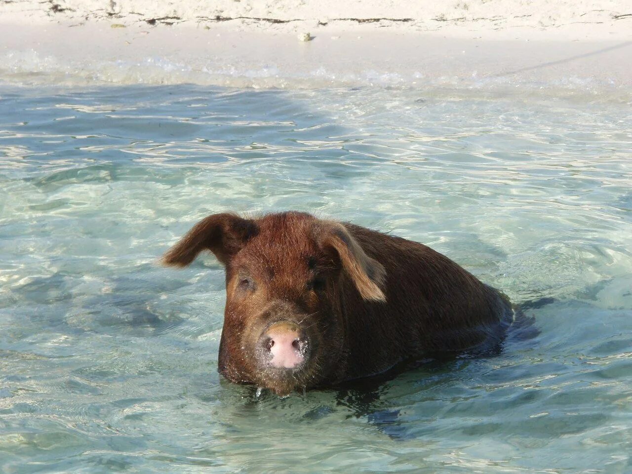 Свинка плавает. Остров Биг Мэйджор Кэй Багамские острова. Пиг-Бич Багамские острова. Биг Мэйджор Кэй остров свиней. Остров Пиг Бич.