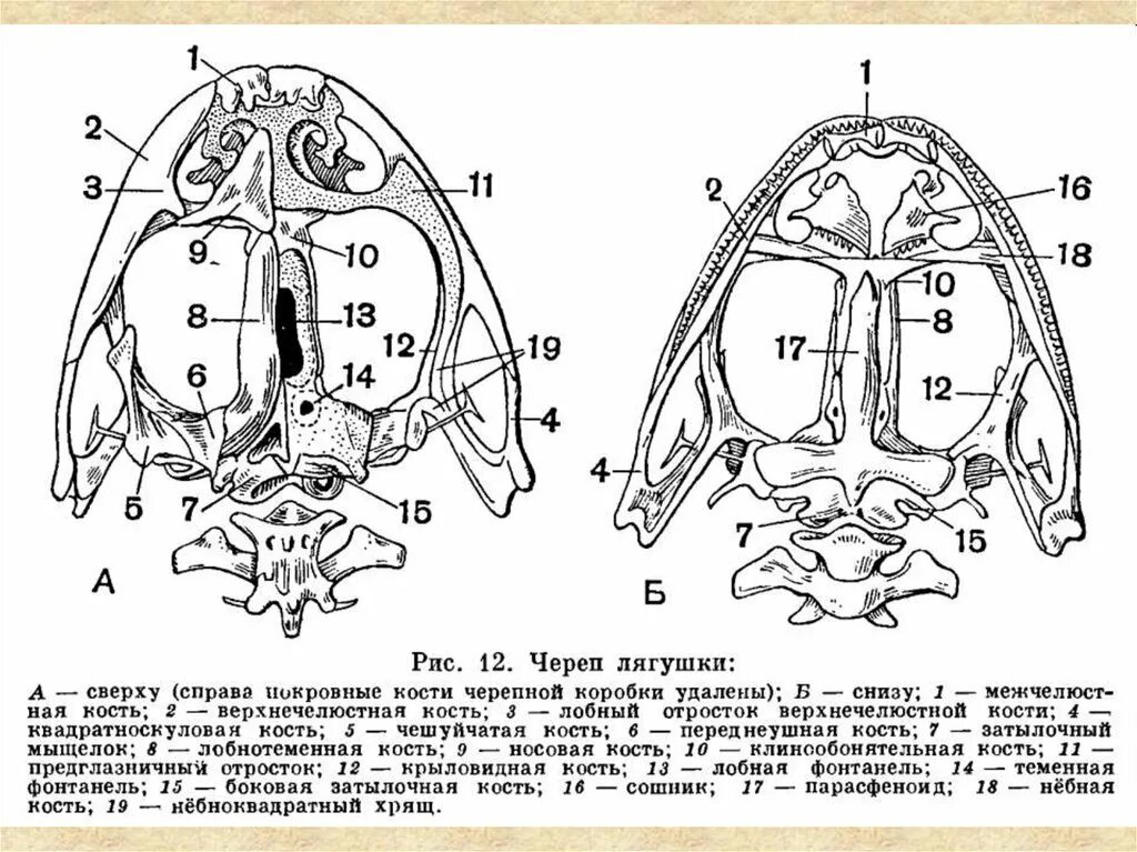 Особенности черепа земноводных