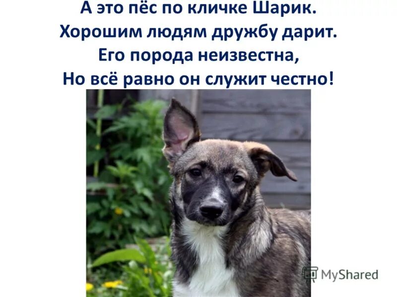 Мой пес по кличке уши сочинение