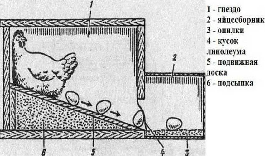Чертежи яйцесборника для кур несушек своими руками