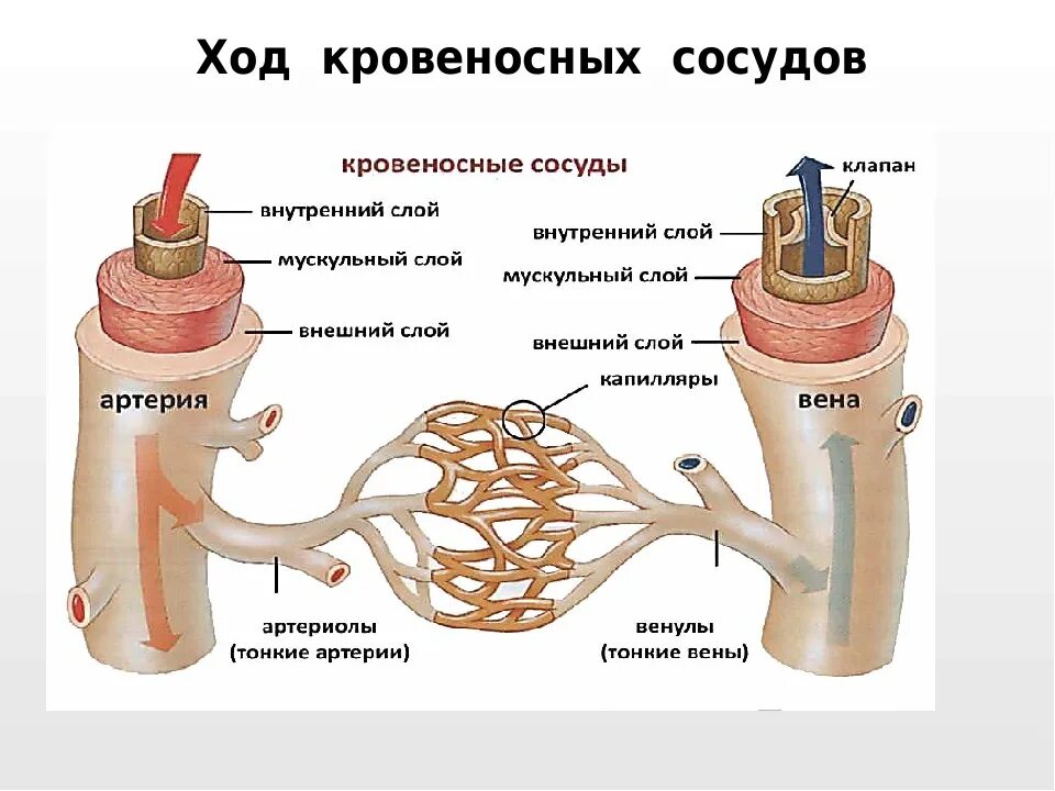 Схема строения кровеносных сосудов. Анатомия и физиология кровеносных сосудов. Строение стенки кровеносных сосудов. Структура кровеносных сосудов человека. Виды кровеносных сосудов строение