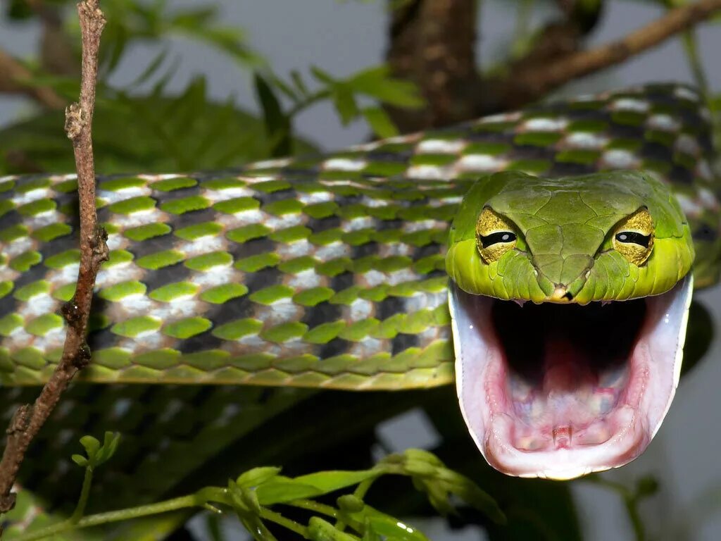 Змея длиннорылая плетевидка. Носатая плетевидная змея. Травянисто-зелёная плетевидка. Ahaetulla nasuta.
