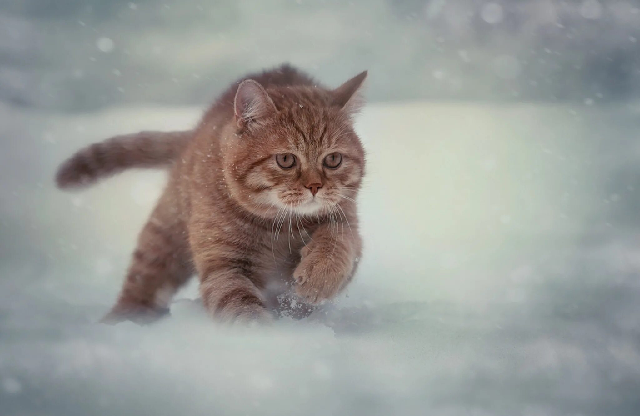 Ведь жизнь бежит что снег. Кот в снегу. Зимние котята. Котенок в снегу. Котики зимой.