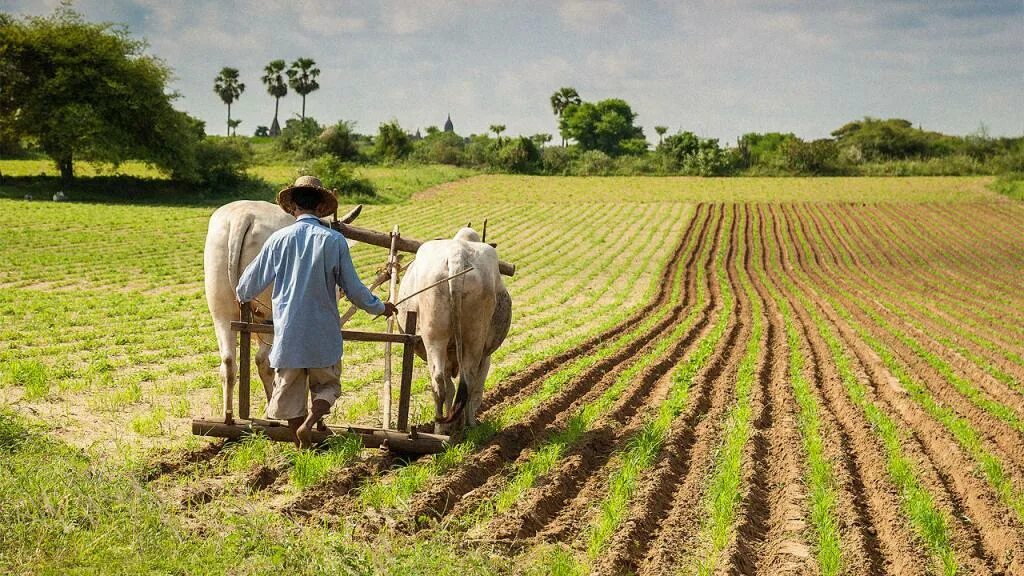 Сх оборота. Сельскохозяйство Индии. Сельское хозяйство Индии Индии. Пахотные земли Индии. Земледельцы в Индии.