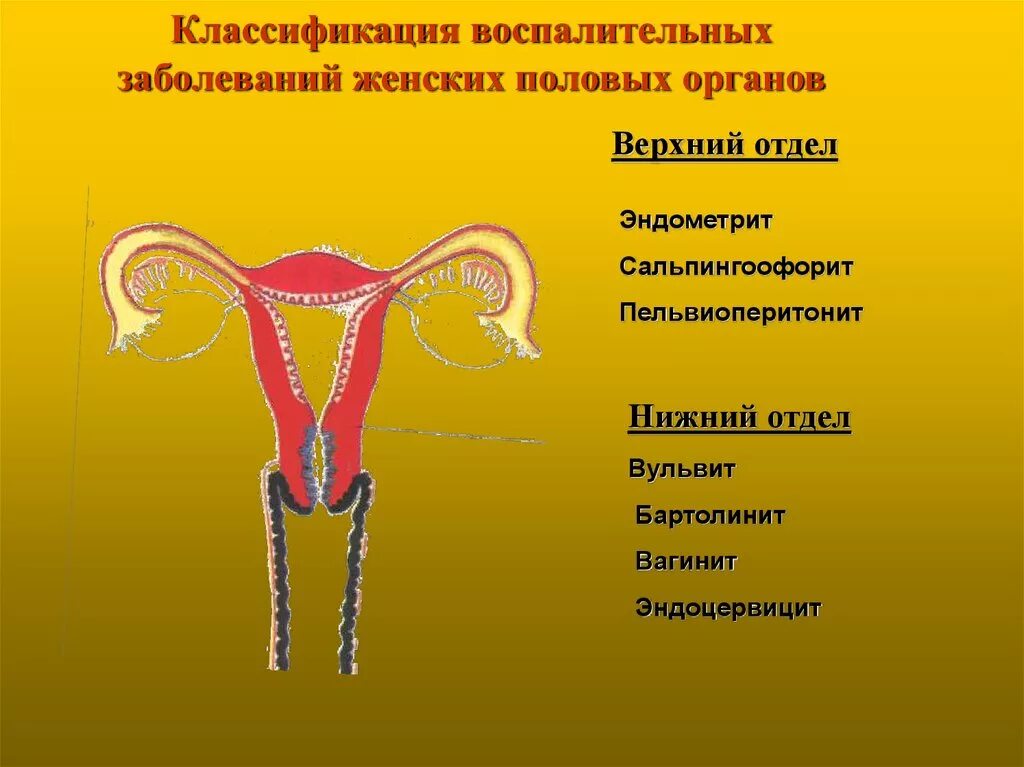 Женский нижний орган