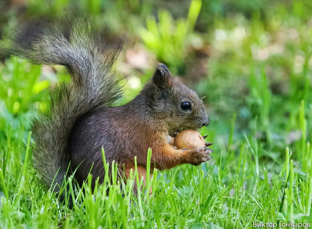 бельчонок 2023 2024. шустрая белка 2023. бельчонок 2023 2024. покажи белочку. схема переваривания углеводов биохимия.