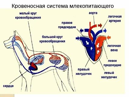 Система органов кровообращения животных