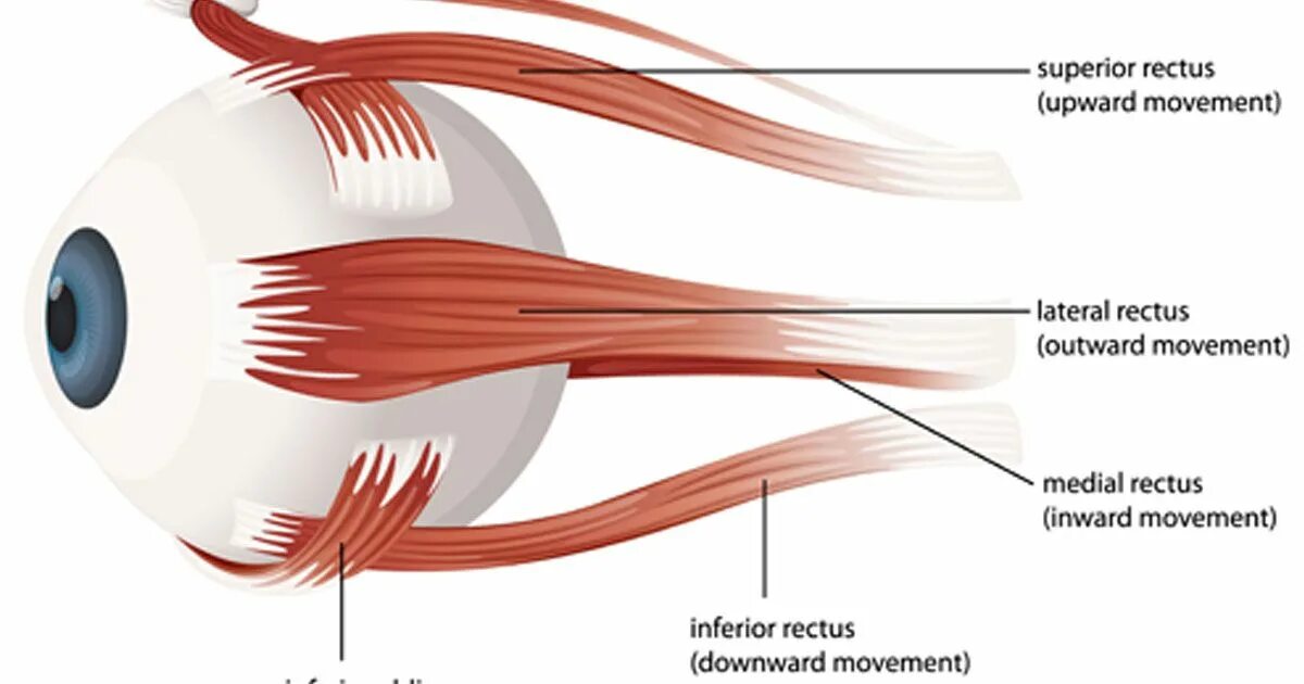 Глазодвигательные мышцы глаза. Скелетные мышцы глаза. Прямые мышцы глаза. Верхняя прямая мышца глаза. Места крепления глазодвигательных мышц