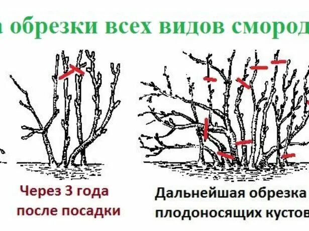 Схема обрезки крыжовника осенью. Обрезка малины по Соболеву схема. Обрезка малинового дерева. Обрезка малинового дерева схемы. Подрезка малины весной