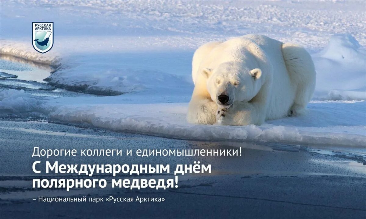27 Февраля Международный день белого медведя. День белого медведя. День полярного медведя. Всемирный день белого медведя. Белые дни в феврале