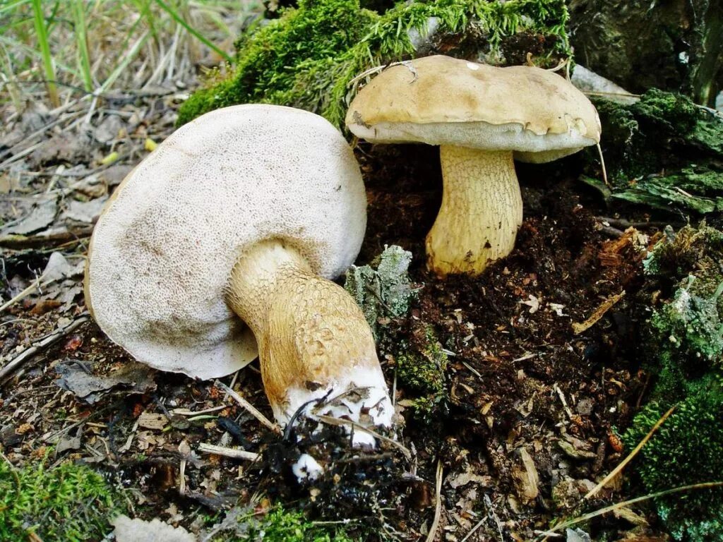 Желчный гриб какой. Желчный гриб горчак. Горчак, ложный белый гриб. Ложный Боровик, желчный гриб. Ложный Боровик белый гриб.