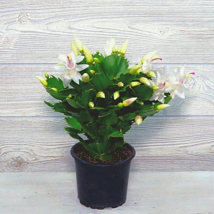 Декабрист шлюмбергера вариегатная. Шлюмбергера аспен. Интернет декабристов. Декабрист шлюмбергера фиолетовый. Авито декабрист цветок.