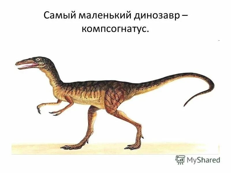 Как назывались маленькие динозавры