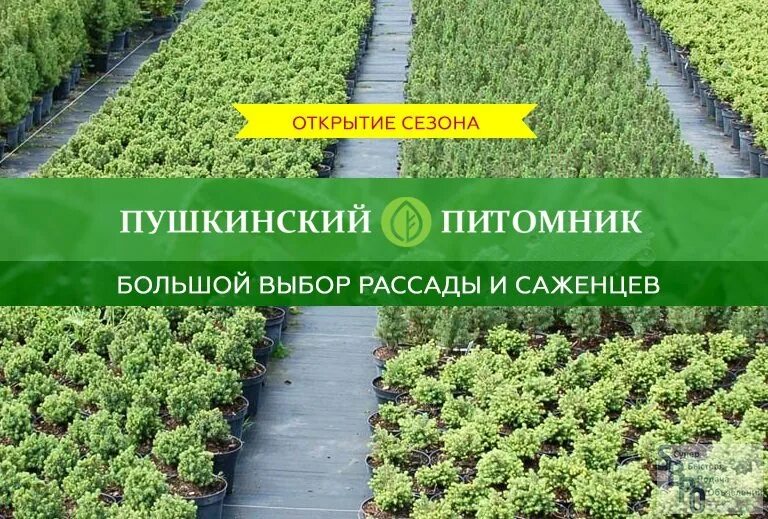 Сайты московских питомников. Питомник Пушкино. Пушкинский питомник декоративных растений. Питомник в Пушкине. Пушкинский питомник декоративных растений каталог.