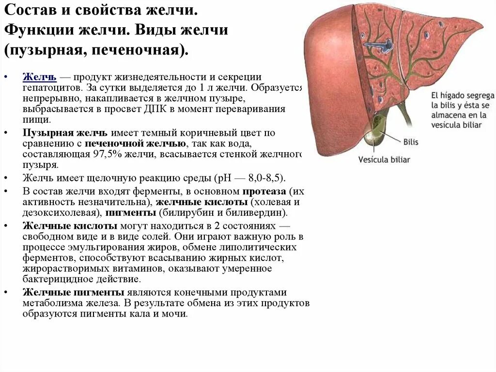 Выделяемый сок печени. Функции желчи печеночной и пузырной. Состав печеночной и пузырной желчи. Функции пузырной желчи. Состав желчи и функции печени.