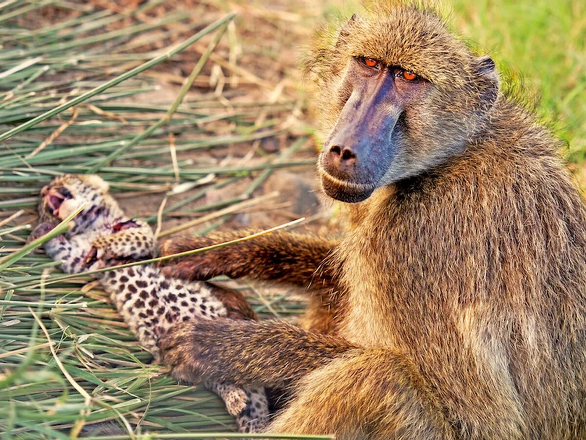 Леопард и обезьяна. Павиан и леопард. Бабуины леопард. Хищные приматы. Павиан и леопард.