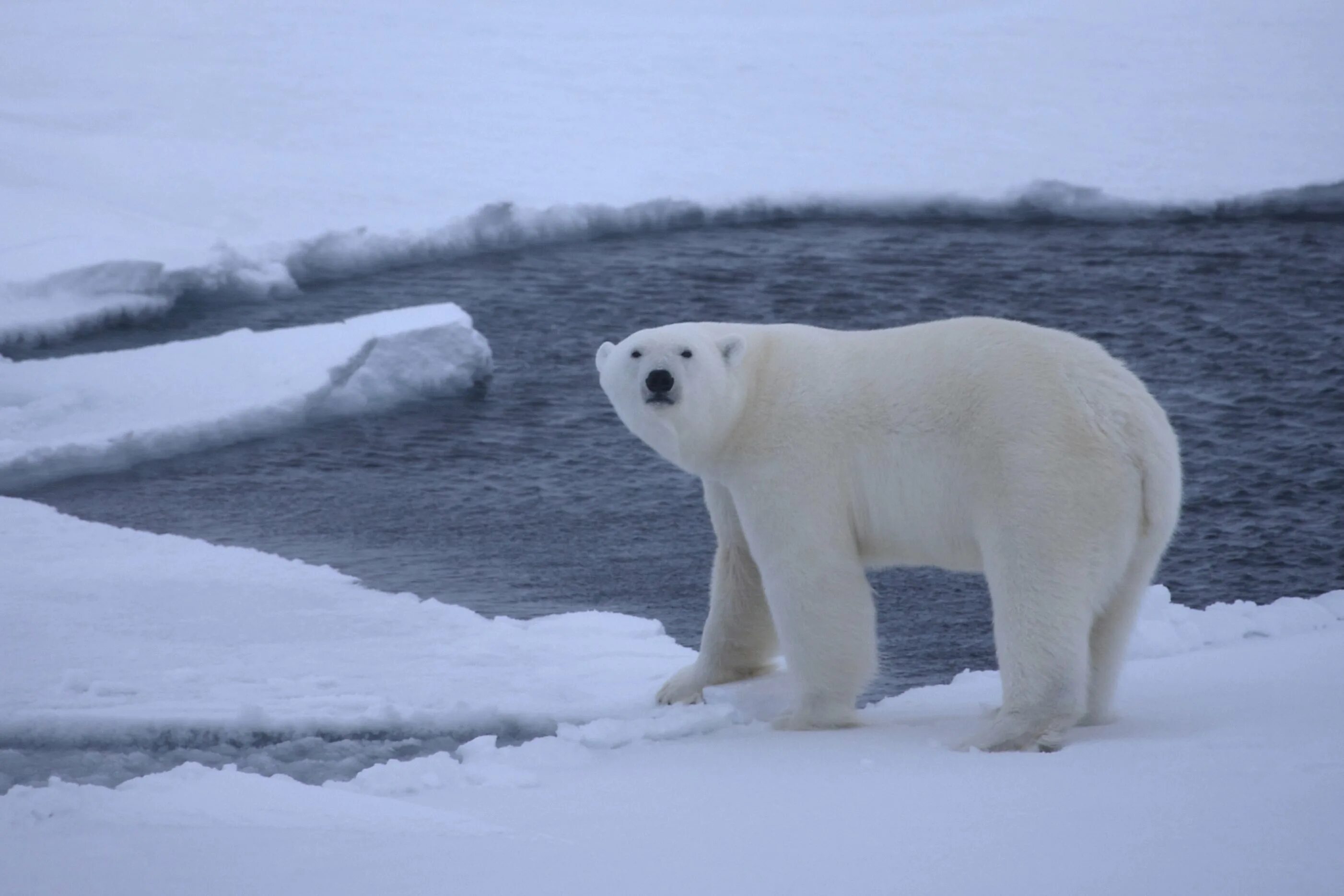 Медведи живут в арктике. Белые медведи в Антарктиде. Белые медведи в Арктике. Арктические пустыни белый медведь. Белый медведь в Северной Америке.