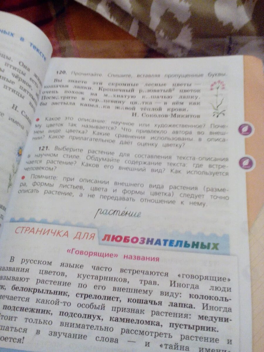 Текст описание ромашки 3 класс. Ромашка текст описание. Сочинение про ромашку 3 класс. Текст описание про ромашку 3 класс. Сочинение про ромашку текст описание.