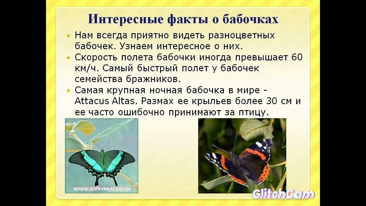 Доклад по русскому про бабочек 6 класс. Сообщение на тему насекомые бабочка. Интересные факты о бабочках. Доклад о бабочках. Информация о бабочках.