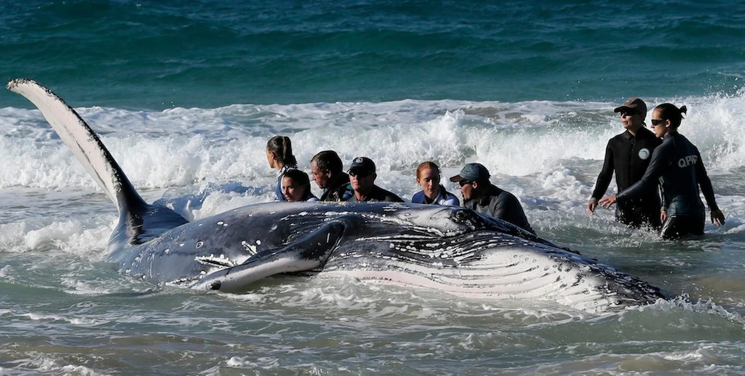Акула и горбатый кит. Спасение морских животных. Кит спас женщину от акулы. Горбатый кит гавайи. Кит спас дайвера.