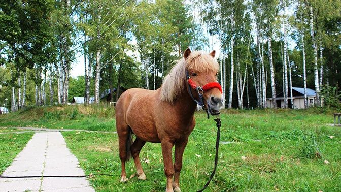 Красный курган телефон. Красный Курган Нижегородская область. Красный Курган г.Павлово. Красный Курган Павловский район. Турбаза красный Курган Нижегородская область.