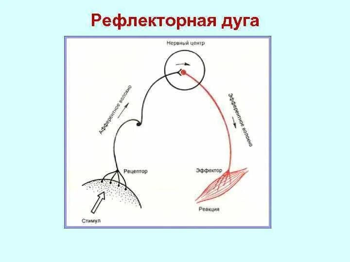 Р рефлекс. Декарт схема рефлекторной дуги. Рефлекторная дуга Декарта. Модель рефлекторной дуги по Декарту. Схема рефлекса Декарта.