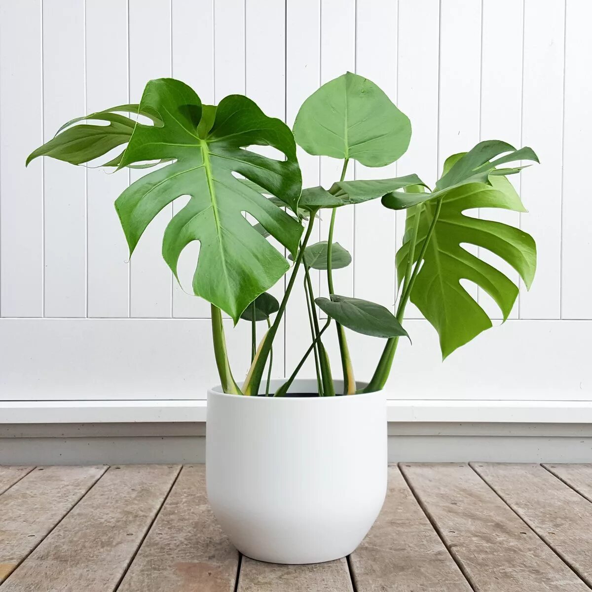 Монстера Делициоза (Monstera deliciosa). Монстера Пертусум. Филодендрон монстера. Монстера крупнолистная. Как ухаживать за монстерой в домашних