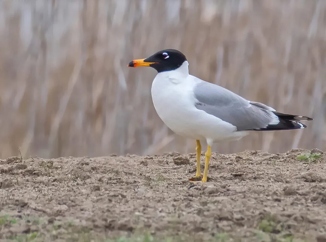 Черноголовая чайка. Черноголовый хохотун. Черноголовый хохотун - Larus ichthyaetus Pallas, 1773. Черноголовый хохотун Чайка. Серебристая Чайка черноголовый хохотун.