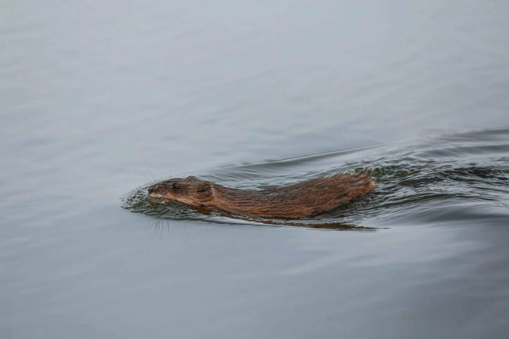 Ондатра Байкальская. Крыса ондатра. Ондатра Речная крыса. Водяная крыса ондатра. Водяная ондатра