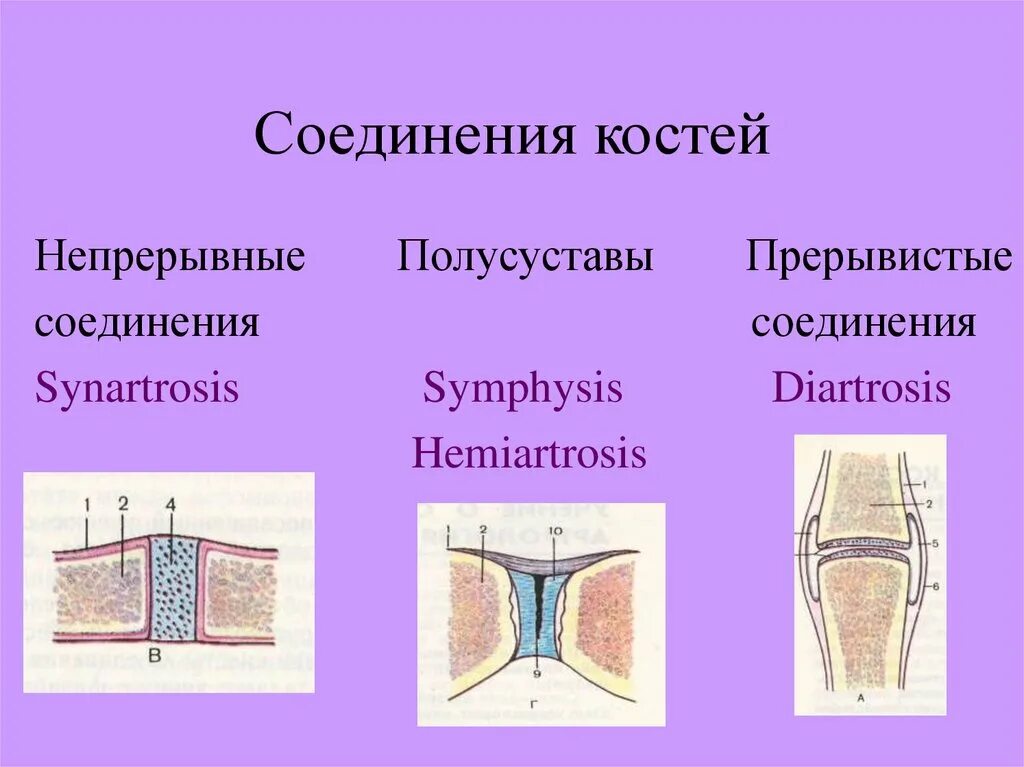 Функции соединения костей. . Соединения костей: непрерывные, полусуставы, суставы. Непрерывное соединение костей примеры костей. Непрерывный Тип соединения костей. Непрерывные соединения суставов.