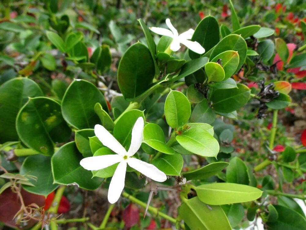 Карисса. Карисса грандифлора. Карисса macrocarpa. Карисса крупноцветковая. Карисса вариегатная.