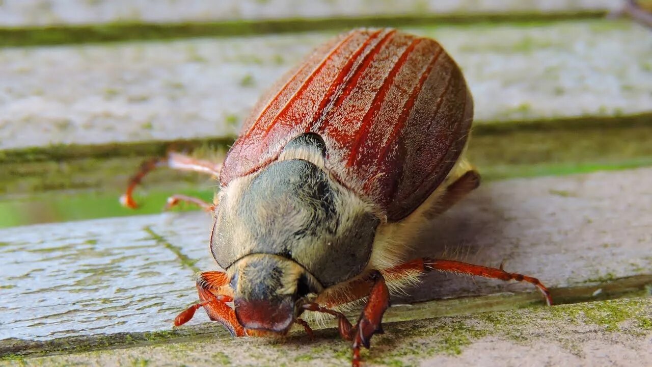 May bug