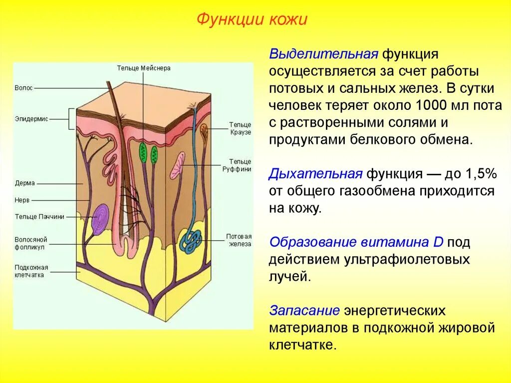 Значение кожи и ее строение тест. Строение кожи человека таблица. Таблица по биологии 8 класс по теме строение функции кожи. Кожа строение и функции кожи. Строение кожи биология.