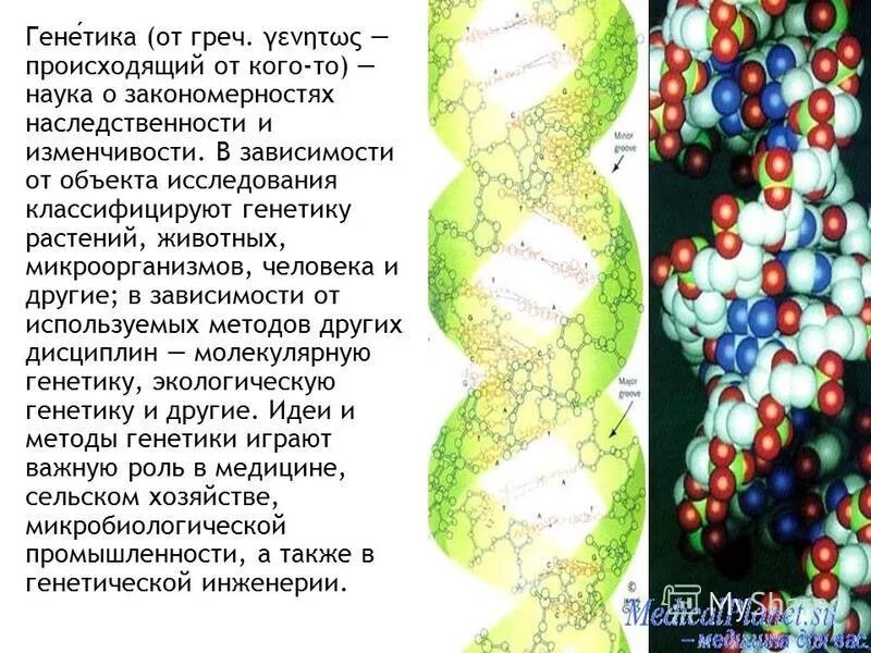Генетика развития. Экологическая инженерия в биотехнологии. Генетика теоретическая основа селекции. Генетика. Какие методы применяются в генетике растений и животных.