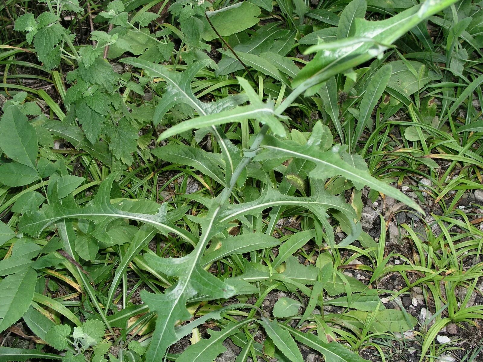 Дикие сорняки. Сорняк латук Компасный. Молочай дикий латук. Lactuca virosa (латук ядовитый). Wild lettuce латук дикий.