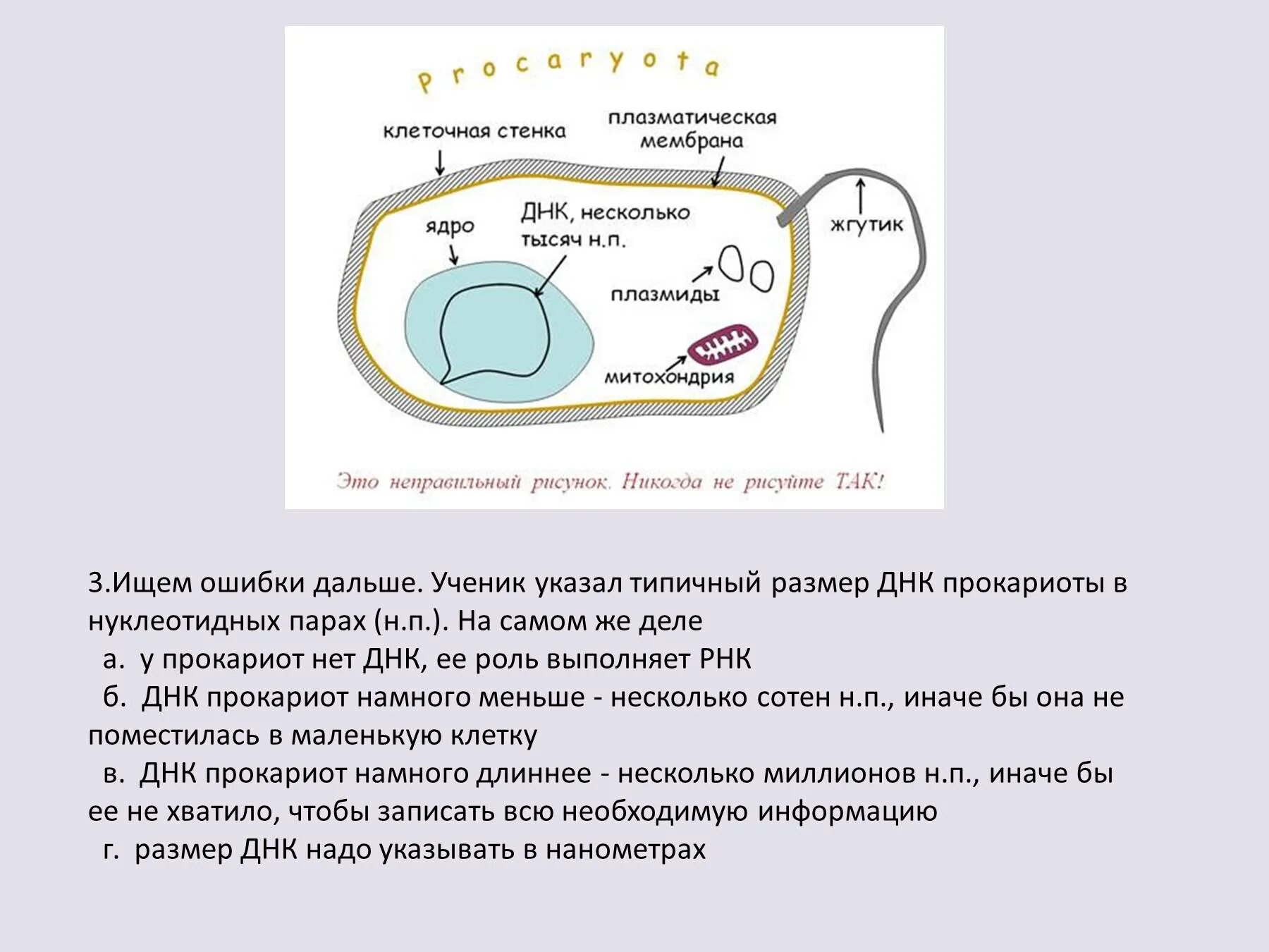 В клетках прокариот днк. Прокариот клетка плазматическая мембрана. ДНК плазмиды у прокариот. Плазматическая мембрана прокариот строение. Роль ДНК В прокариотах.