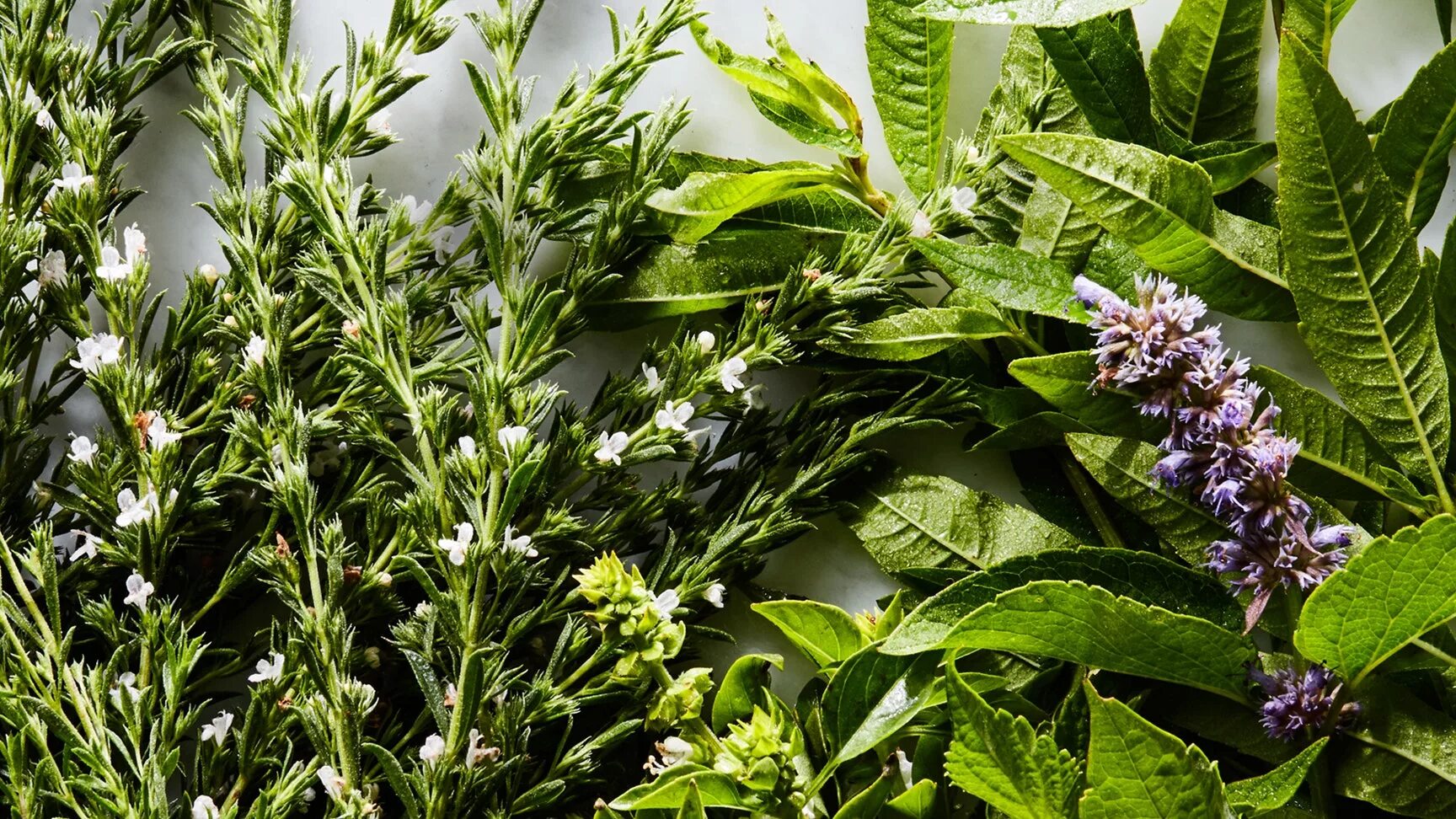 Применение трав. Плантации розмарина. Мята базиликовая фото. Greenery Herbs. Эстрагон фон для рабочего стола.