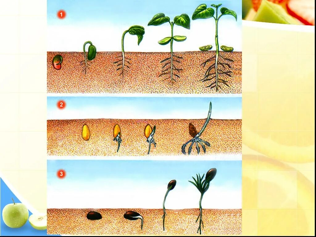 Порядок фаз прорастания семян. Прорастание семян пшеницы 6 класс биология. Надземное прорастание семян. Подземное прорастание семян гороха. Признаки описывающие рост растения