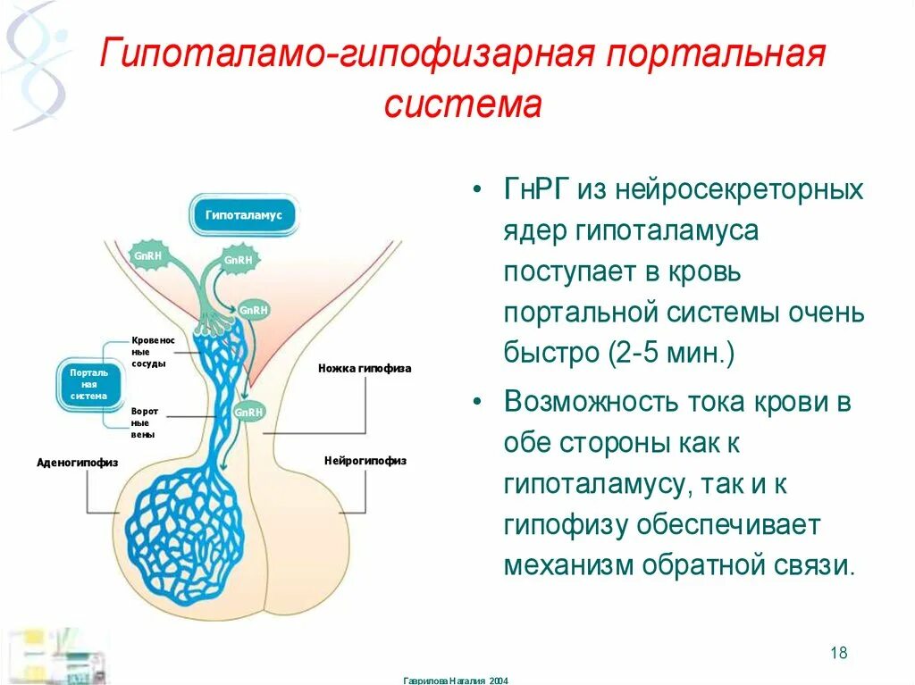 Гипоталамо гипофизарная система функции. Гипоталамо-гипофизарная система. Гипоталамо гипофизарная портальная система. Гипоталамо-гипофизарная система схема. Роль гипоталамо-гипофизарной системы.