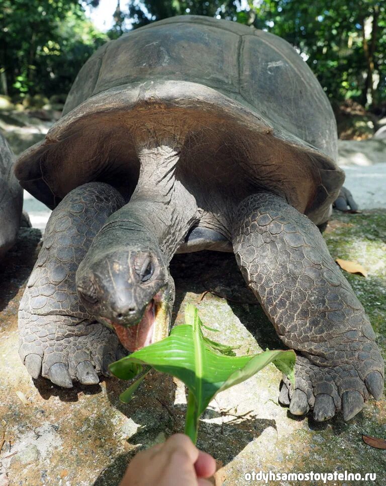 Сейшельские черепахи. Альдабрские черепахи на Сейшелах. Черепахи на Сейшельских островах. Альдабра Сейшельские острова. Черепаха Альдабра.