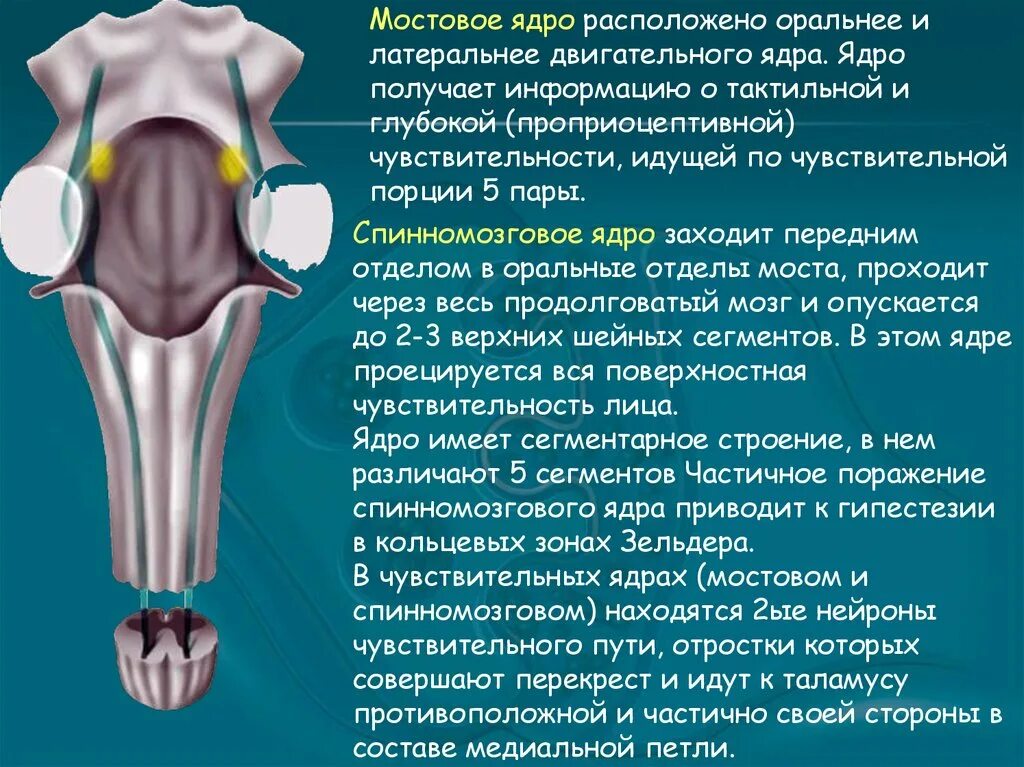 Ядра черепных нервов моста. 5 Пара ЧМН ядра. Мостовое ядро. Двигательные ядра черепных нервов. Двигательное ядро v пары.