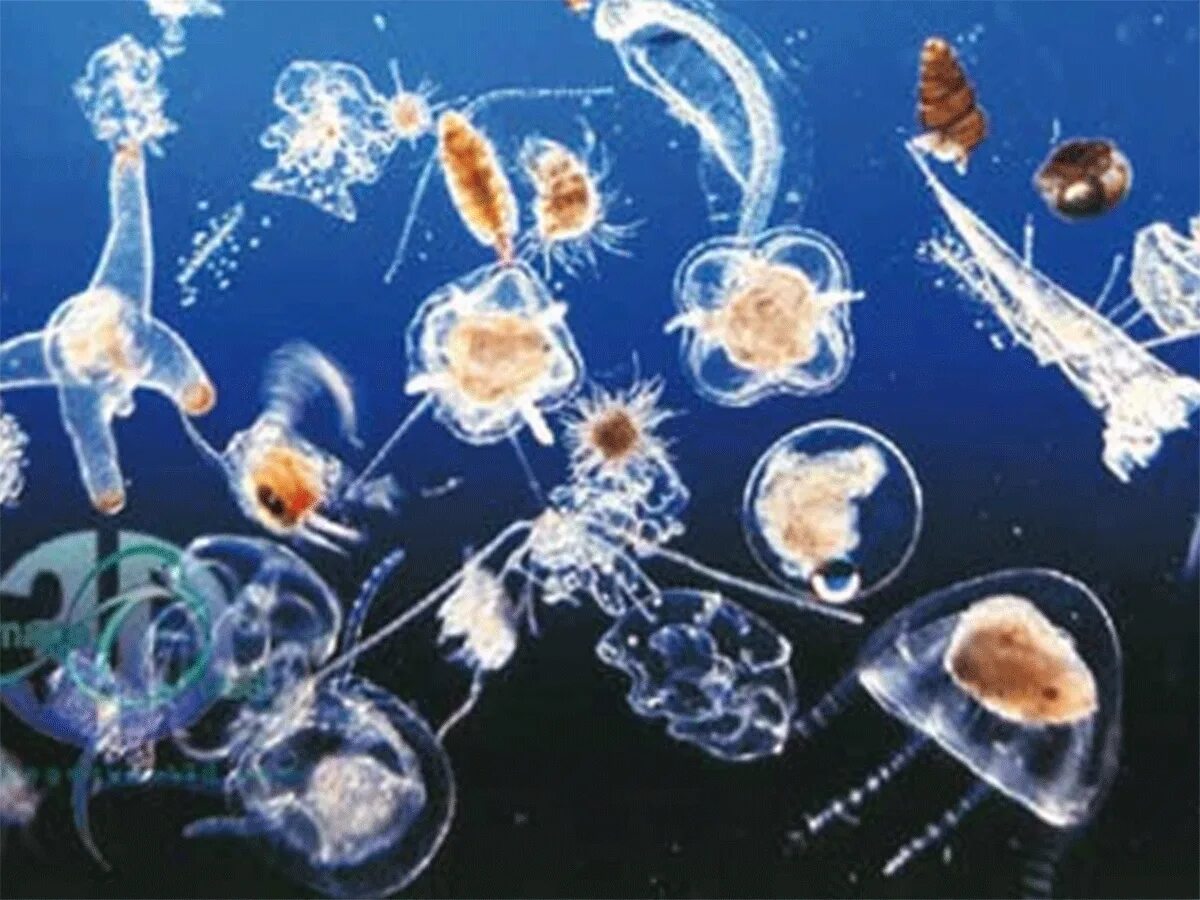 Зоопланктон и фитопланктон. Зоопланктон фильтратор. Зоопланктон медуза. Планктонная личинка.