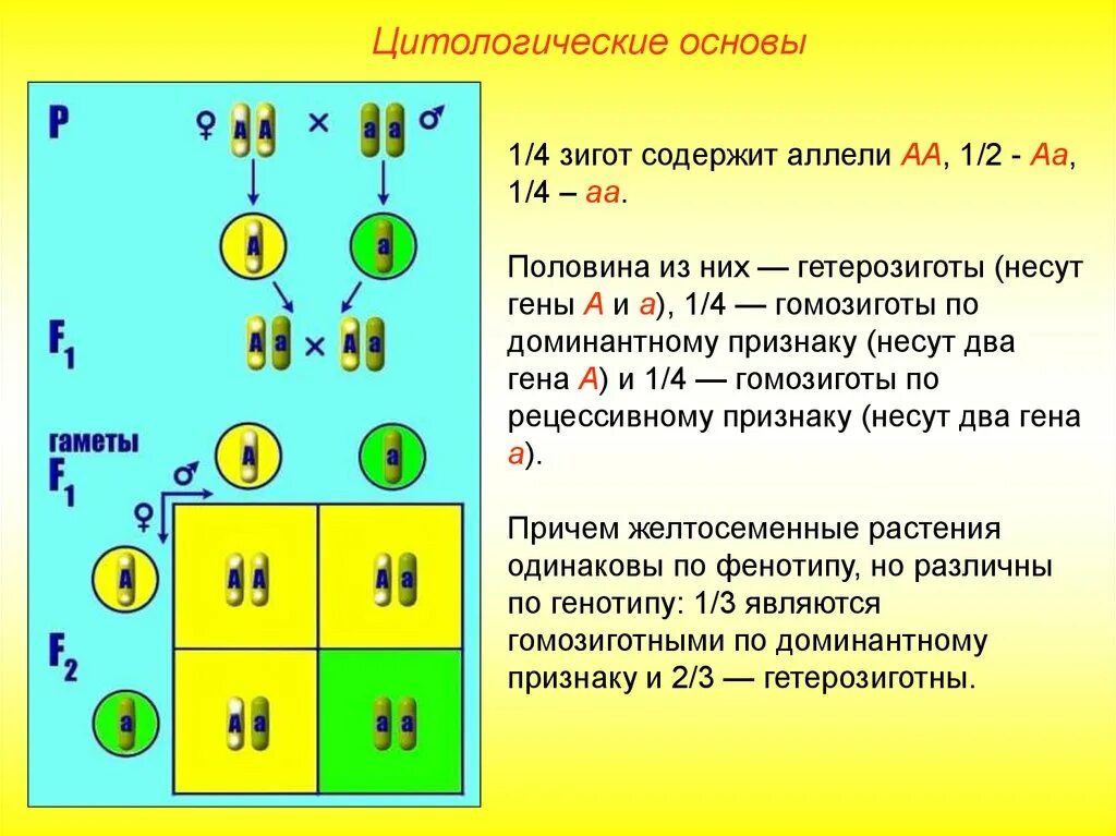 Моногибридное скрещивание 1:1. Цитологические основы моногибридного скрещивания 10 класс. Генетика моногибридное скрещивание 1 и 2 законы Менделя презентация. Схема скрещивания 1 закон Менделя. Первый закон менделя доминирование